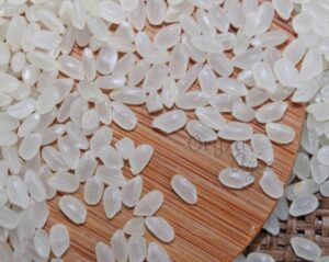 JAPONICA-RICE-oryzaagro