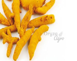 Turmeric-Finger-oryzaagro