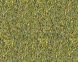 Yellow-Green-Millet-oryzaagro