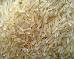 PR-11--Golden-Rice-oryzaagro